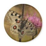 Parnassius apollo magnets