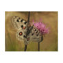 Parnassius apollo postcard