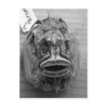 Parore Fish Skull Post Card