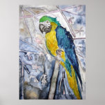 parrot_bird_painting posters