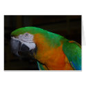 Parrot Card