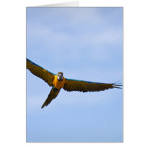 Parrot