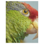 parrot custom flyer