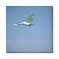Parrot Flying Magnets
