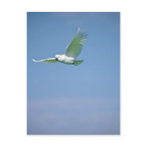 Parrot Flying Postcards