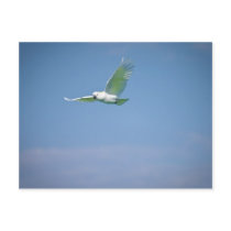 Parrot Flying Postcard
