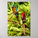 Parrot Friends posters