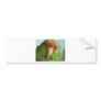 parrot front view bumper sticker