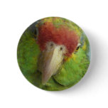 parrot front view pin
