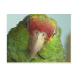 parrot front view post card