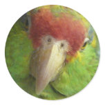 parrot front view stickers