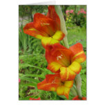 Parrot Gladiolas