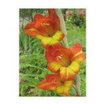 Parrot Gladiolas