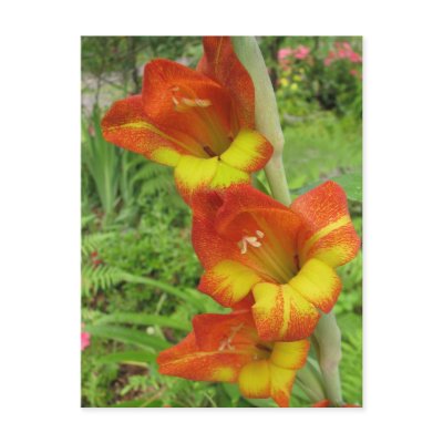 Parrot Gladiolas Post Card by naturegirl7