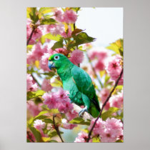 Parrot in Cherry Blossoms Print