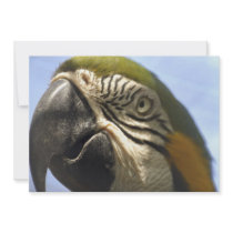 Parrot Custom Invitations