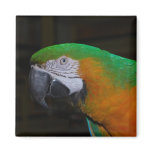 Parrot Magnet