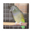 Parrot magnets