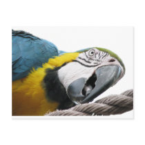 Parrot On Rope Postcards