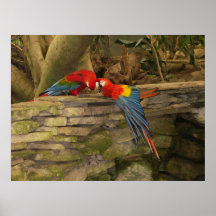 Parrot Pair Print