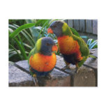 Parrot Pals postcards