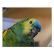 Parrot Photo