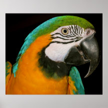 Parrot Portrait Poster