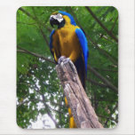 Parrot Pose ~ Mousepad