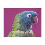 Parrot Post Card postcards