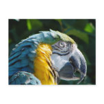 Parrot Postcard