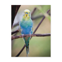 Parrot
