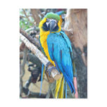 Parrot - Postcard