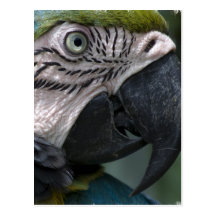 Parrot Postcard