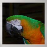 Parrot Poster