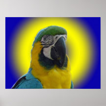 Parrot Poster