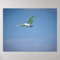 Parrot Posters