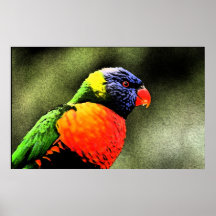 Parrot Poster