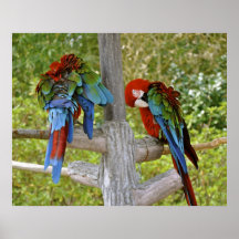 Parrot - Poster