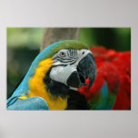 Parrot Pride posters