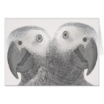 parrot - s cards
