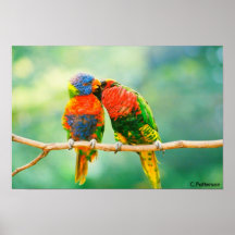 Parrot Secrets Poster