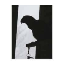 Parrot Silhouette Post Cards