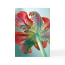 parrot tulip