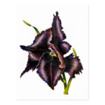 Parrot Tulip Post Card