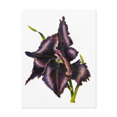 Parrot Tulip Post Card by artbyjolyn