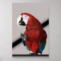 Parrot with grape posters