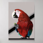 Parrot with grape posters