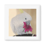 Parrot with he loves me he loves me not magnets