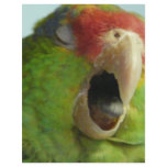 parrot yawning personalized flyer
