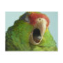 parrot yawning postcard